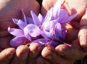 En pahalı bitkinin hasadı başladı