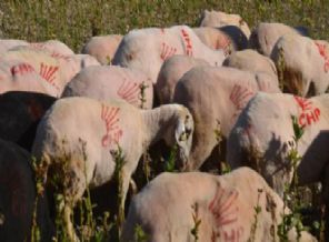 Koyunlarını CHP'li yaptı