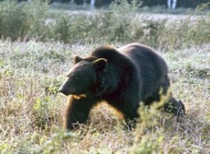 Restoranda kafeste tutulan ayı kaçtı