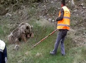 Ayının saldırısına uğrayan kişiden yardım çağrısı