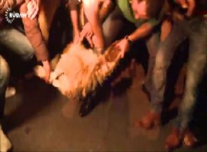 Peşmerge'yi canlı yayında kurban keserek karşıladılar (Video)