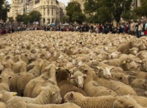 2 bin koyun şehire indi!