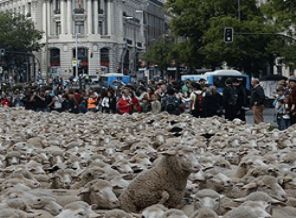 2 bin koyun şehre indi