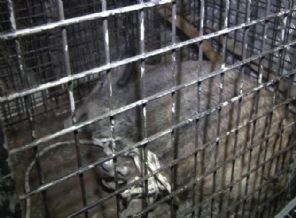 İstanbul'da boğazdan öyle bir şey çıktı ki...