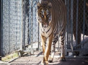 Sirkte dehşet: Kaplan kız çocuğunu öldürdü