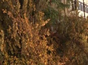 Tramvay yoluna ağaç devrildi