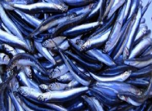 Hamsi Avrupa Birliği’ne girdi