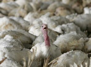 Almanya’da kuş gribi ortaya çıktı