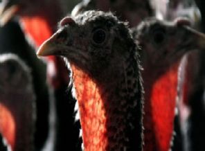 Kuş gribi tekrar ortaya çıktı