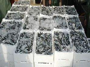 Balıkçılar hamsi avına kota istedi