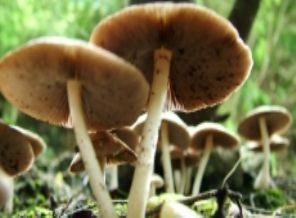 Mantar zehirlenmelerinden nasıl korunulur?