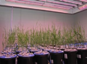 Toprak yerine suda bitki yetiştiriyorlar