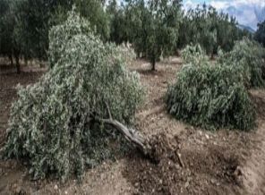 Soma'daki projeden vazgecildi mi?