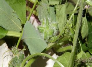 İşte Karadeniz'in tehlikesi