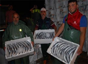 Palamut balıkçıların yüzünü güldürdü