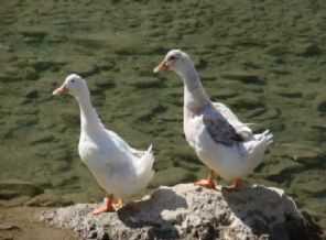 İngiltere'de kuş gribi vakası