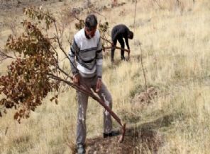 Bir gecede 600 ağacını kestiler