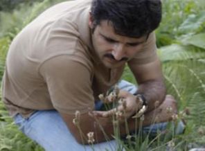 Doğal antibiyotik damar otu