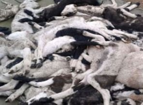 Köylüyü şoke eden manzara!