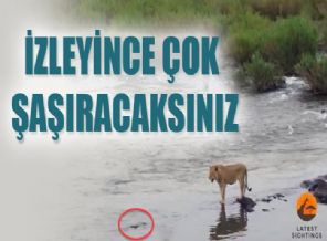 Timsah aslana böyle saldırdı