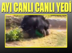 Ayı yaşlı adamı canlı canlı yedi!