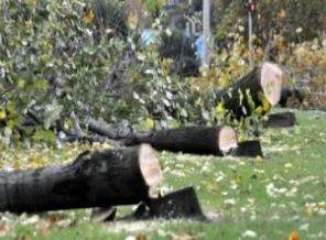 CHP'li belediye 180 ağaç kesti