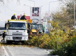 CHP 180 ağaç kesti