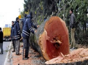 CHP'li belediyenin kestiği ağaçlar yakacak olacak