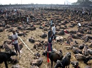 5 bin boğa kurban edildi