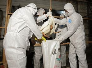 Kuş gribinden ölüm