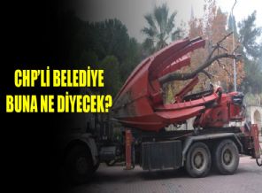 Ağaç kesen Yalova'ya ders olacak gelişme!