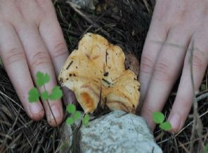 Suriyeli aile mantardan zehirlendi