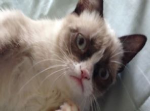 100 milyon dolar kazandıran kedi!