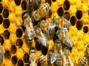 Dedektör arılar geliyor