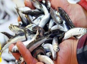 Hamsinin kilosu 2,5 liraya düştü