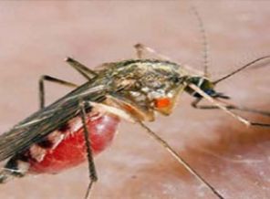 Dünya Sağlık Örgütü'nün sıtma raporu