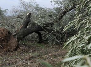 Bakan konuştu: 9 milyon tane dikeriz