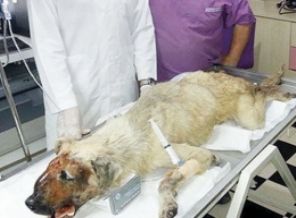 Çivili sopayla dövüp işkence ettiler