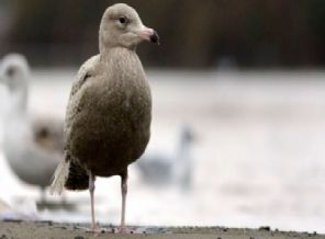 Türkiye'de 140 yıl sonra bir ilk!