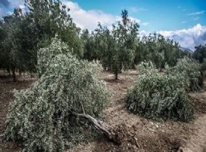 Yargı Yırca'da ikinci kez 'dur' dedi