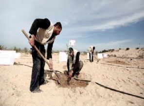 Gazze'ye Soma için 301 fidan