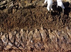 Irak'ta toplu mezar bulundu!