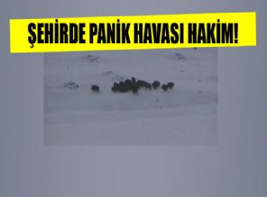 Bu şehirde halk sokağa çıkamıyor!