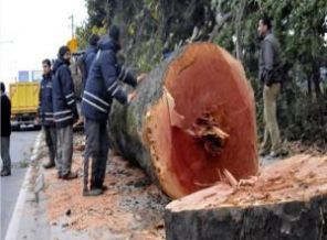 CHP Eskişehir ve Tekirdağ'da ağaç katliamı yaptı