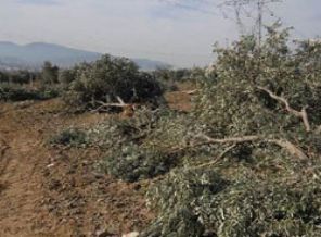 Danıştay Yırca kararını iptal etti