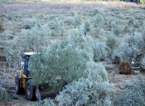 Danıştay'dan flaş Yırca kararı!