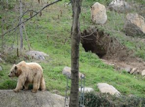 Kış uykusu için kendine in kazdı