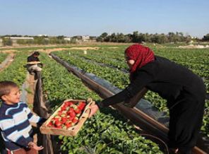 İsrail'in saldırıları çileği de vurdu