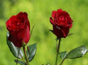 Mevlit Kandili bu ülkede yasaklandı