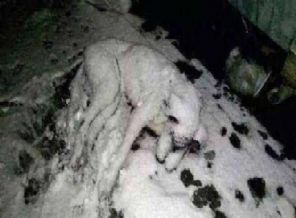 İçimizi acıtan fotoğraf: Donarak öldü!